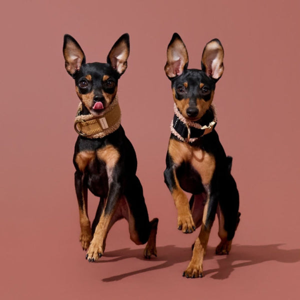 ビビ＆アーサー